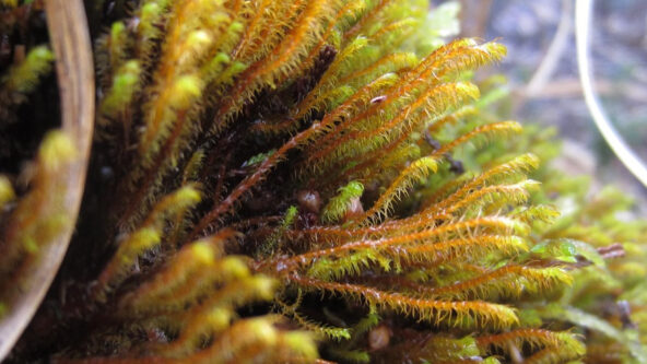 LOVE IN A WET CLIMATE LOVE IN A WET CLIMATE